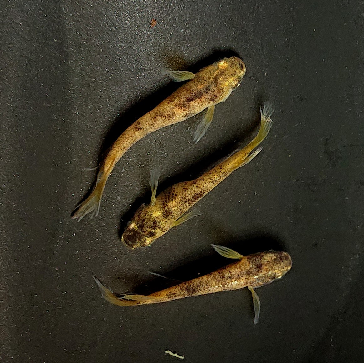 【現物】金閣ワイドフィン 3匹 オス2メス1 3843