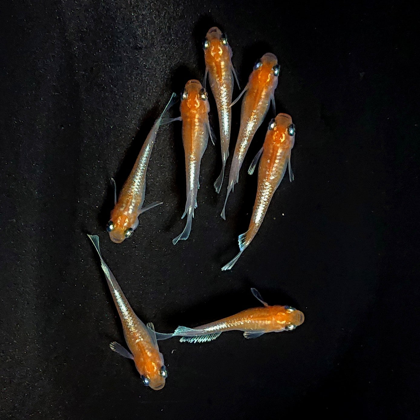 【現物】深紅のデーンモルフォキッシングΩ 7匹 オス3メス4 3863