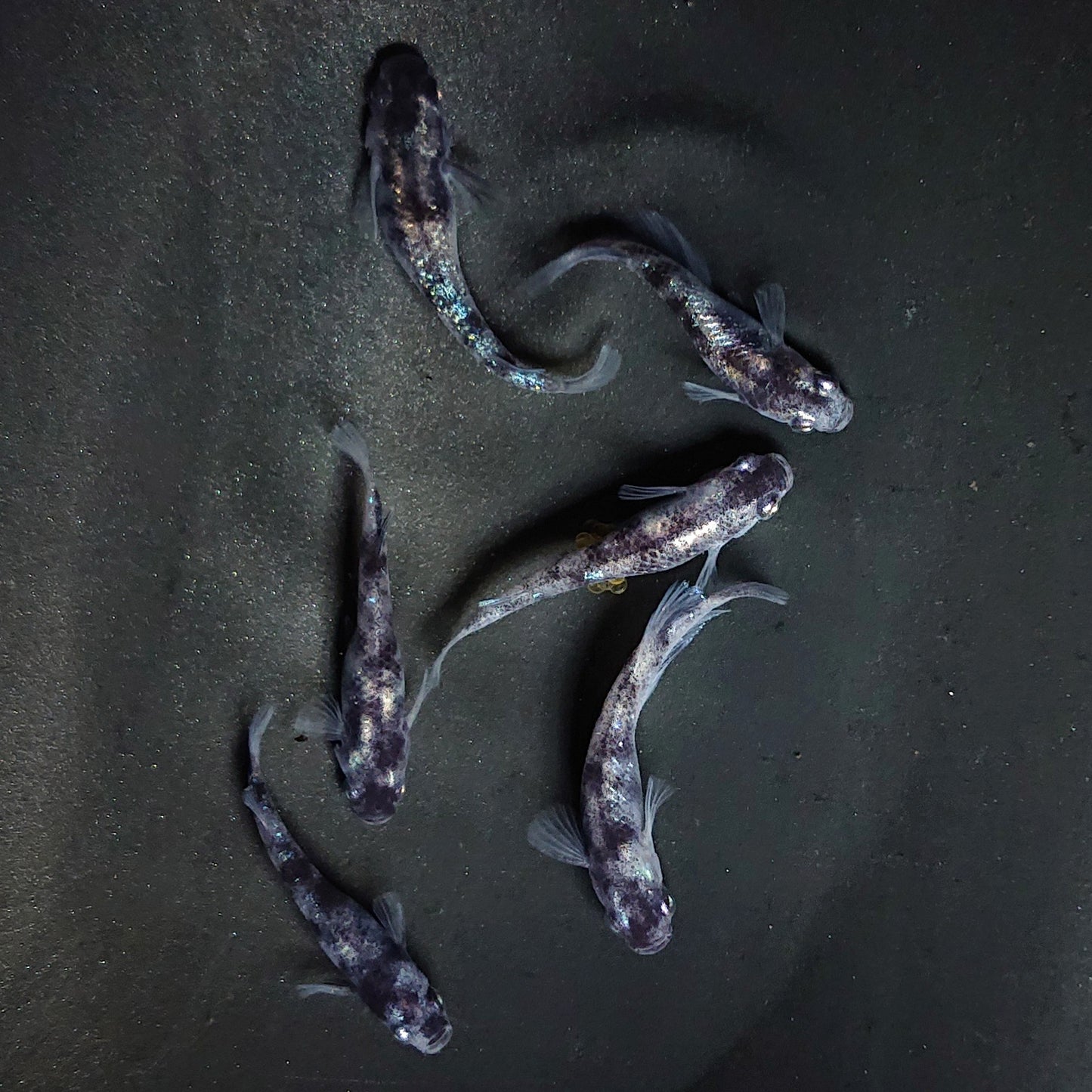 【現物】和墨白銀 両眼アースアイ 6匹 オス2メス4 3888