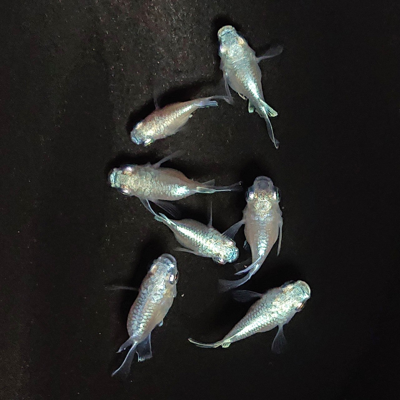 【現物】エンゼル 7匹 オス3メス4 3900