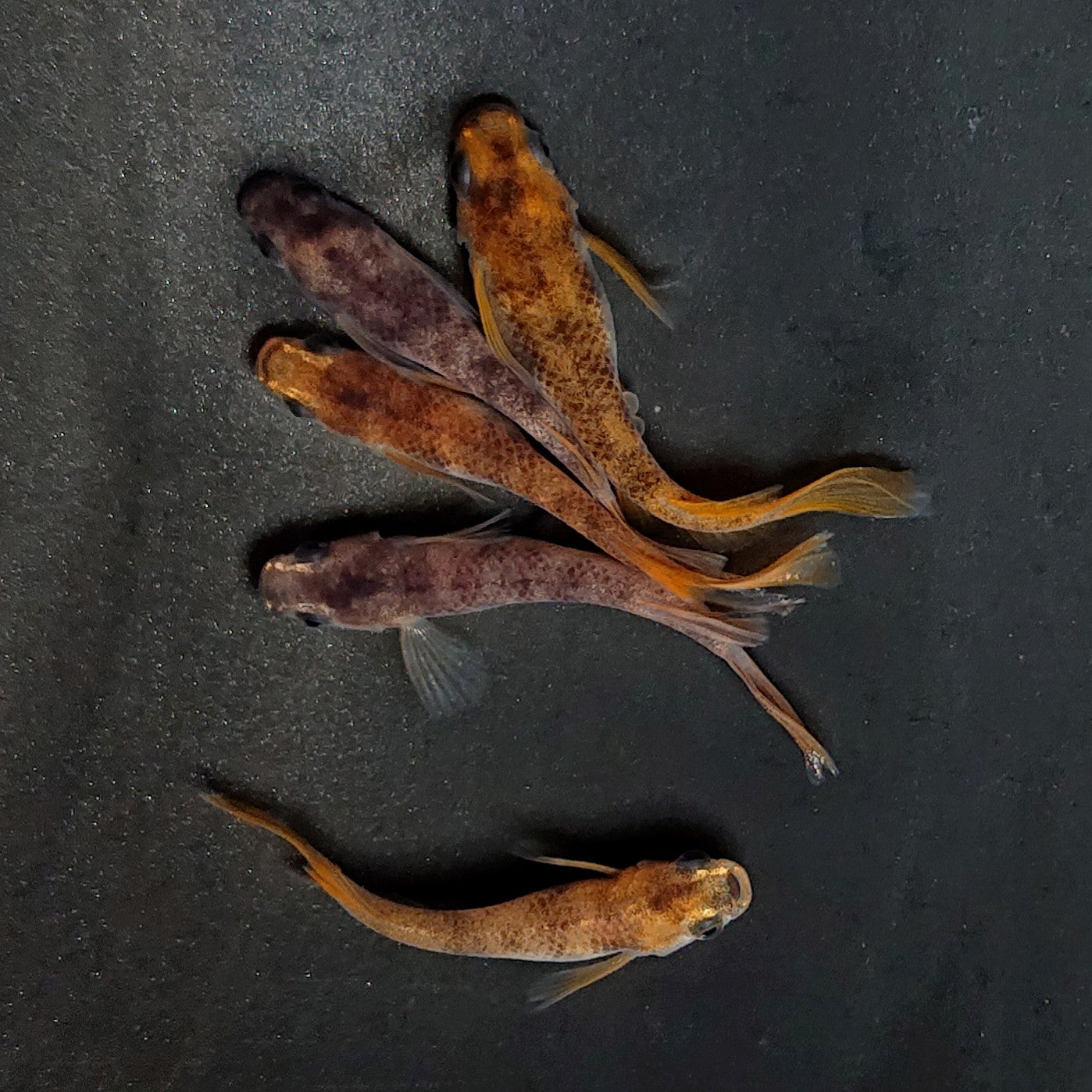 【現物】和墨赤虎リアルロングフィン 5匹 オス3メス2 3920