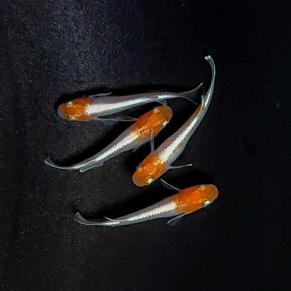 【現物】【上物】アマテラスエボリューション 丹頂個体 2ペア 3947