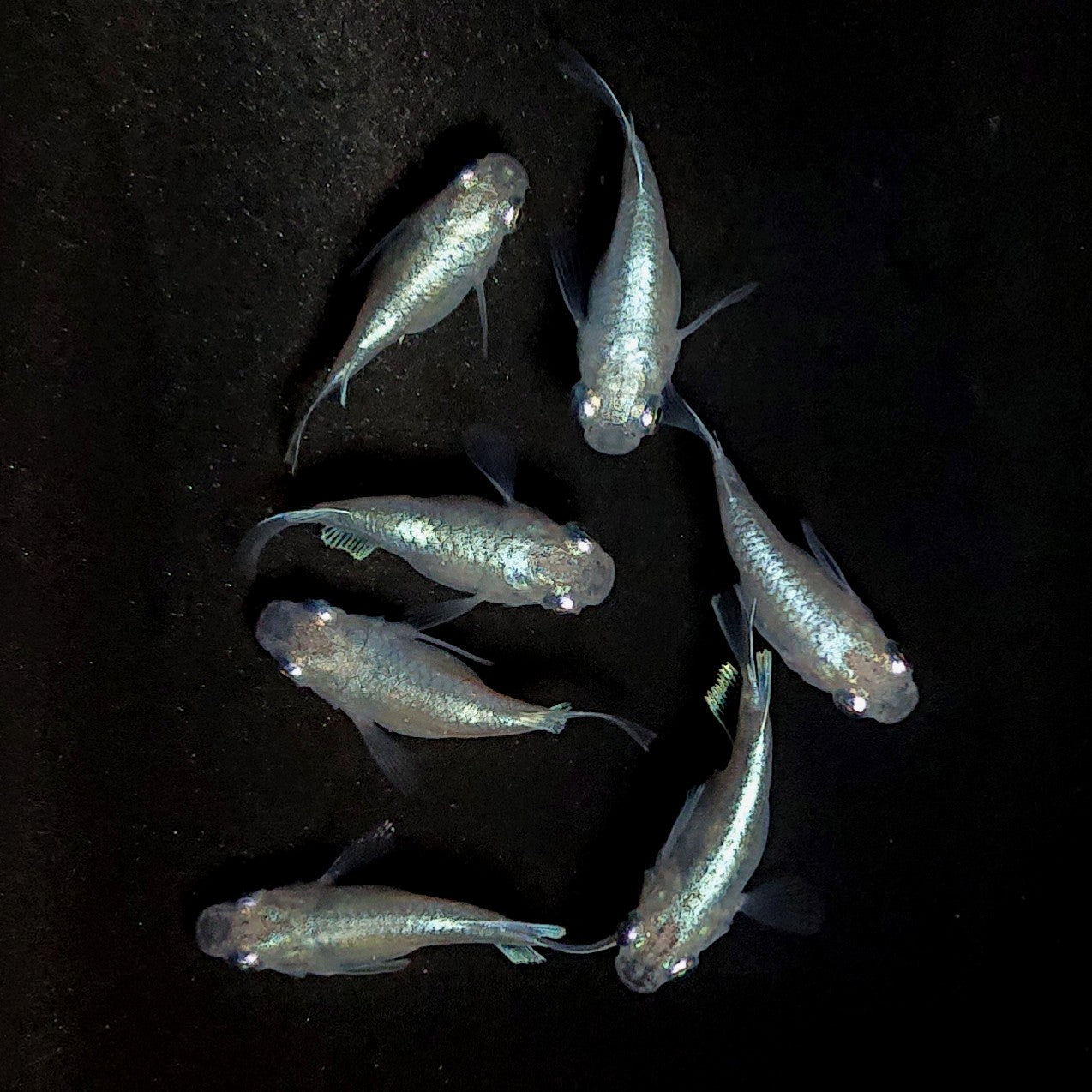 【現物】エンゼル 7匹 オス3メス4 3958