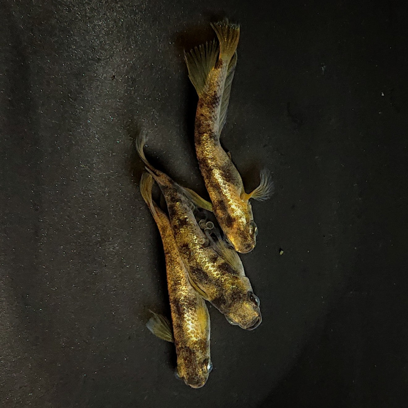 【現物】右近 3匹 オス2メス1 3961