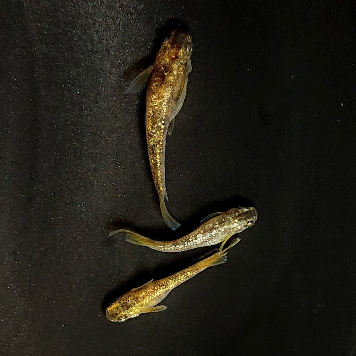 【現物】金箔和墨 3匹 オス2メス1 3960