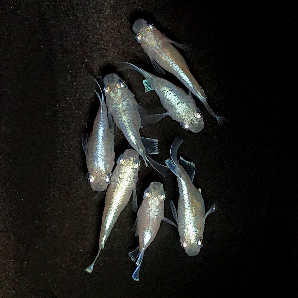 【現物】エンゼル 7匹 オス4メス3 3964