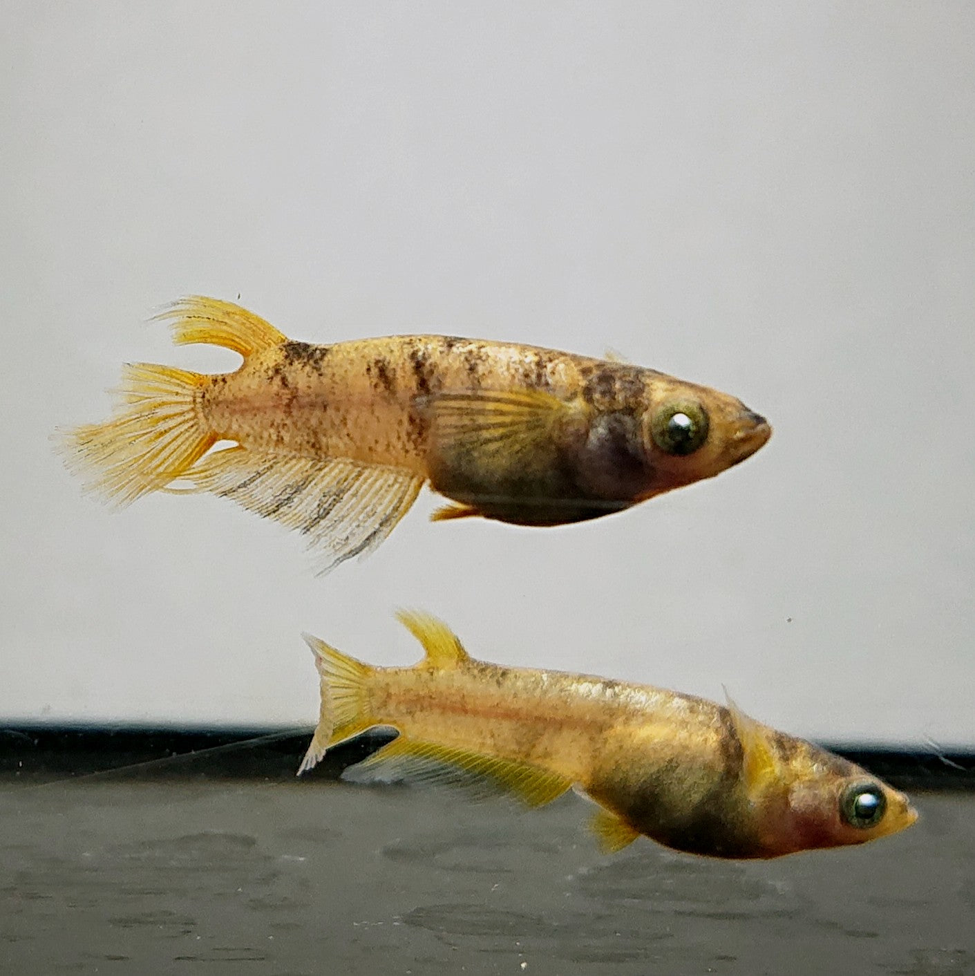【現物イベント限定】金閣ワイドフィン 稚魚10匹 4059