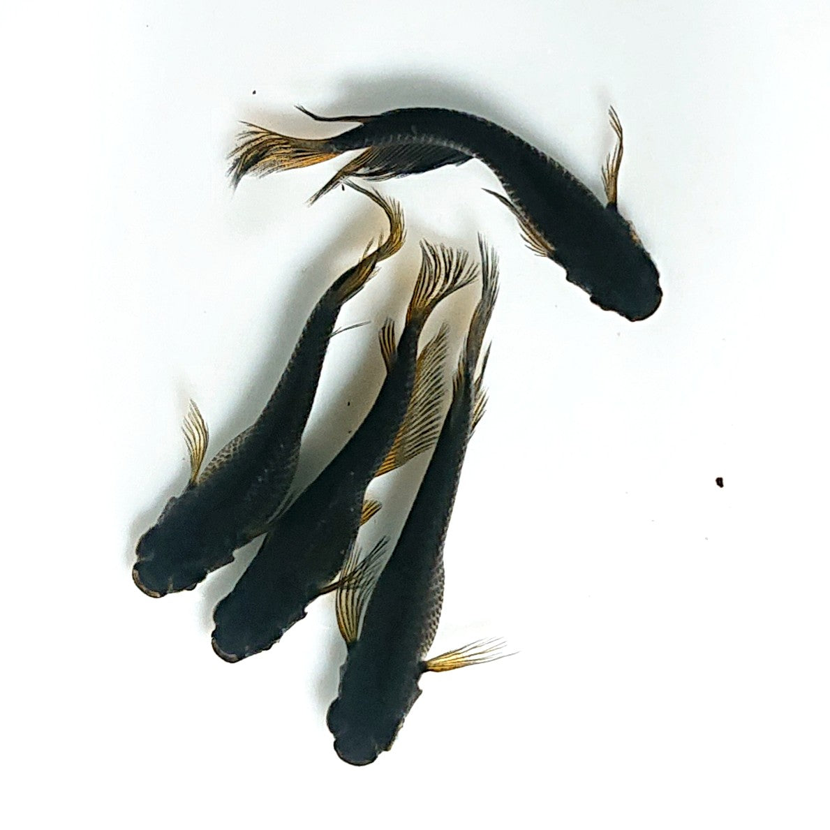 【現物】北辻GODアースアイ松井ヒレ長 2ペア 4000