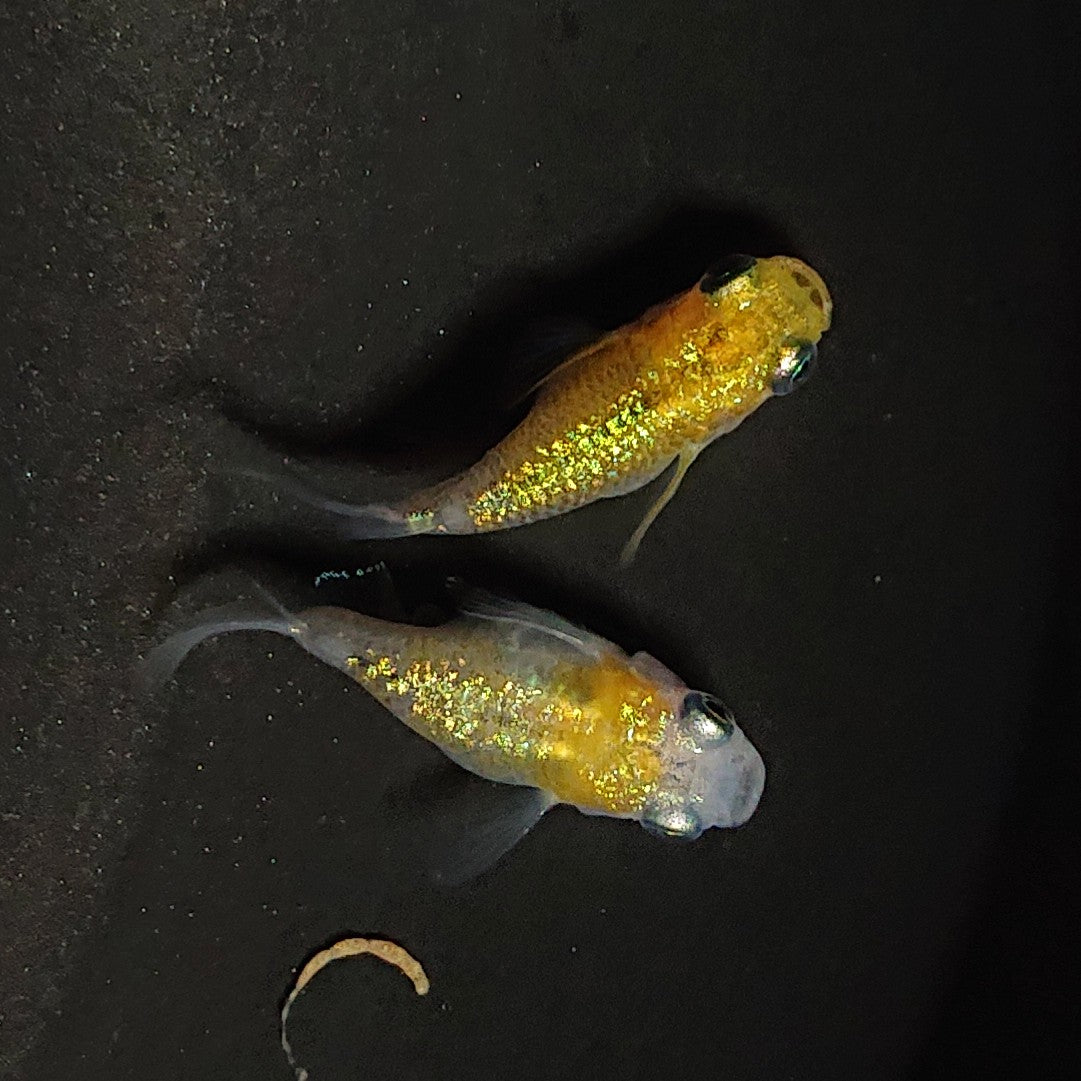 【現物】【現物イベント限定】夜桜だるま 稚魚5匹+保障1匹 4022