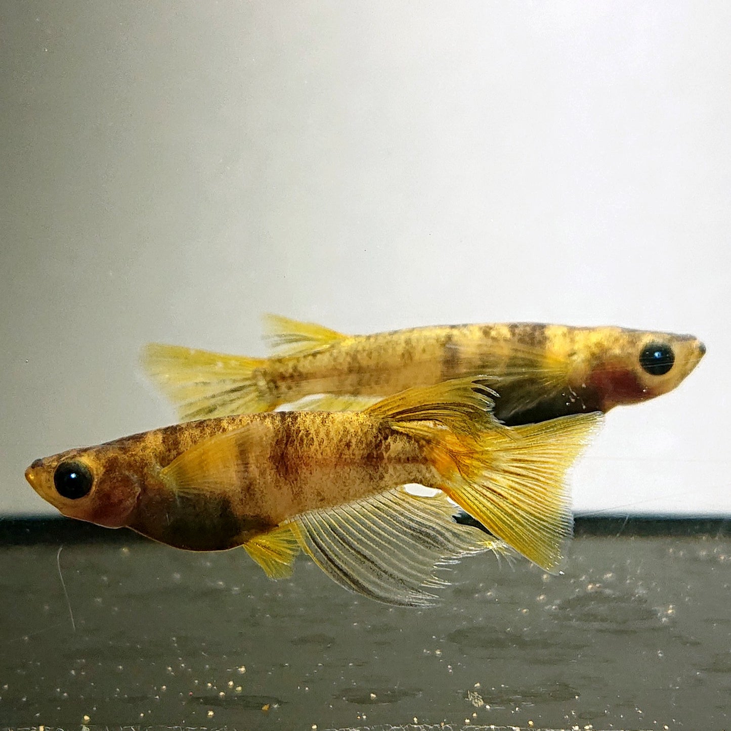 【現物イベント限定】AW-03 リアルロングフィン 稚魚10匹 4030