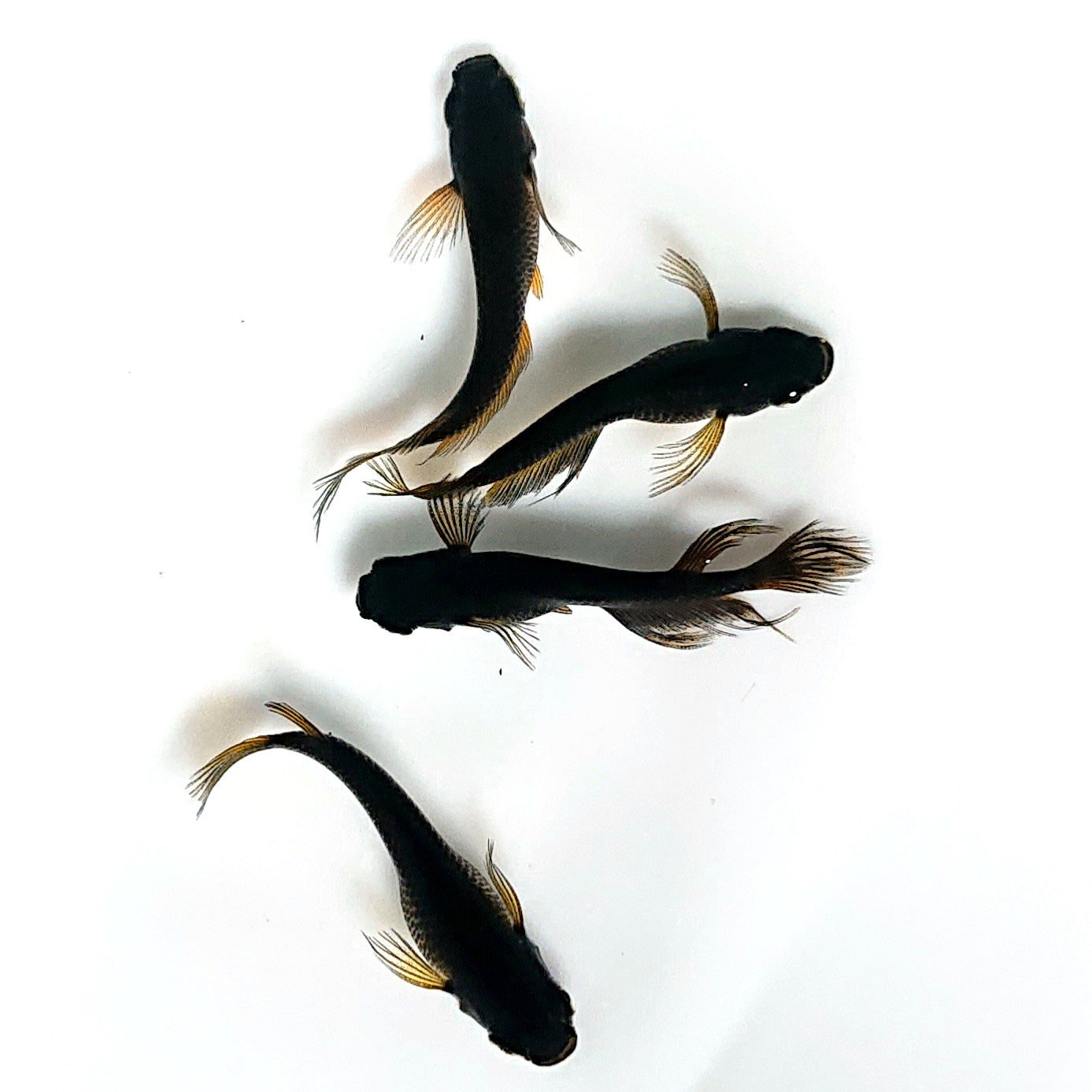 【現物】北辻GODアースアイ松井ヒレ長 2ペア 4034