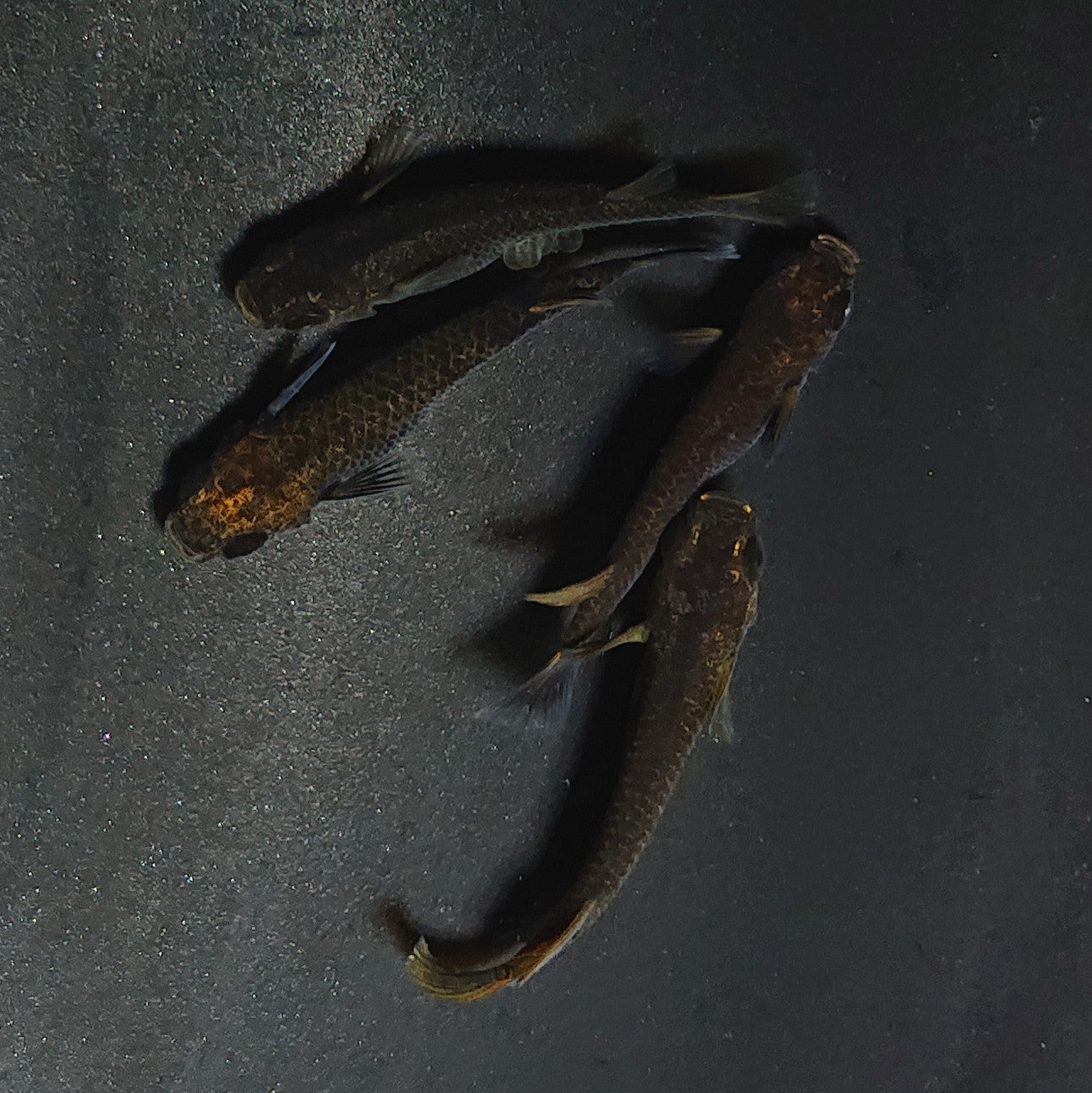 【現物】アトラスブループピラ 2ペア 4043