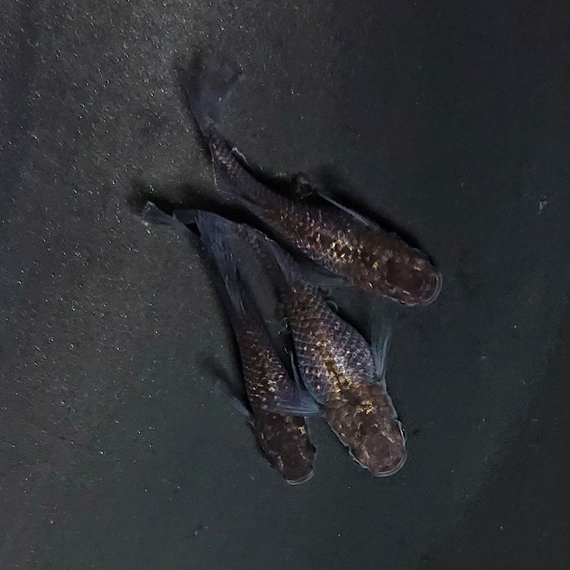 【現物】晶 3匹 オス1メス2 4066