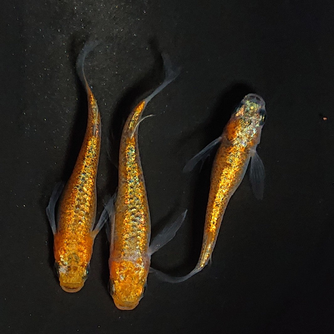 【現物】【NEW】ユリシスレッドレース松井ヒレ長 3匹 オス1メス2 4064