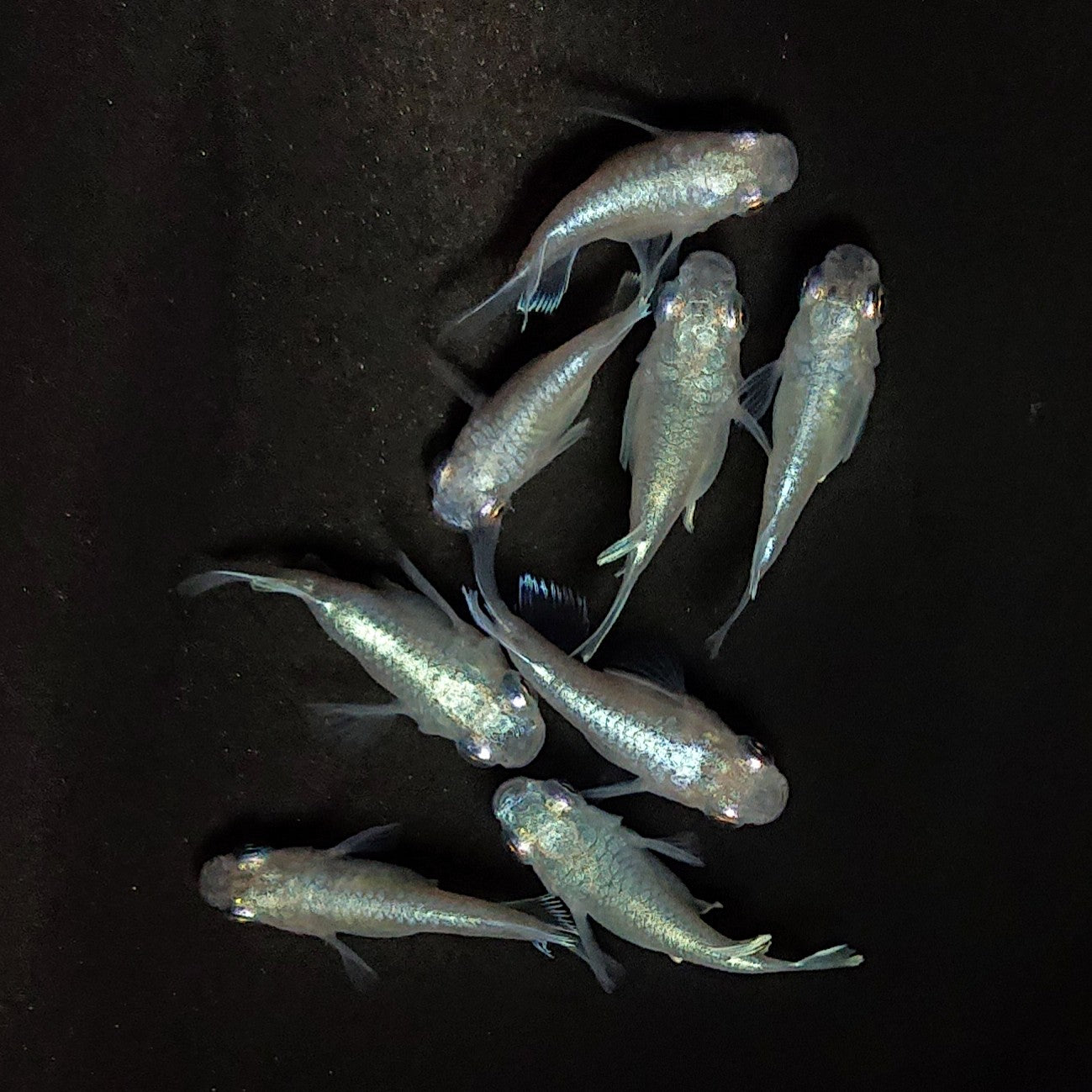 【現物】エンゼル 8匹 オス5メス3 4073