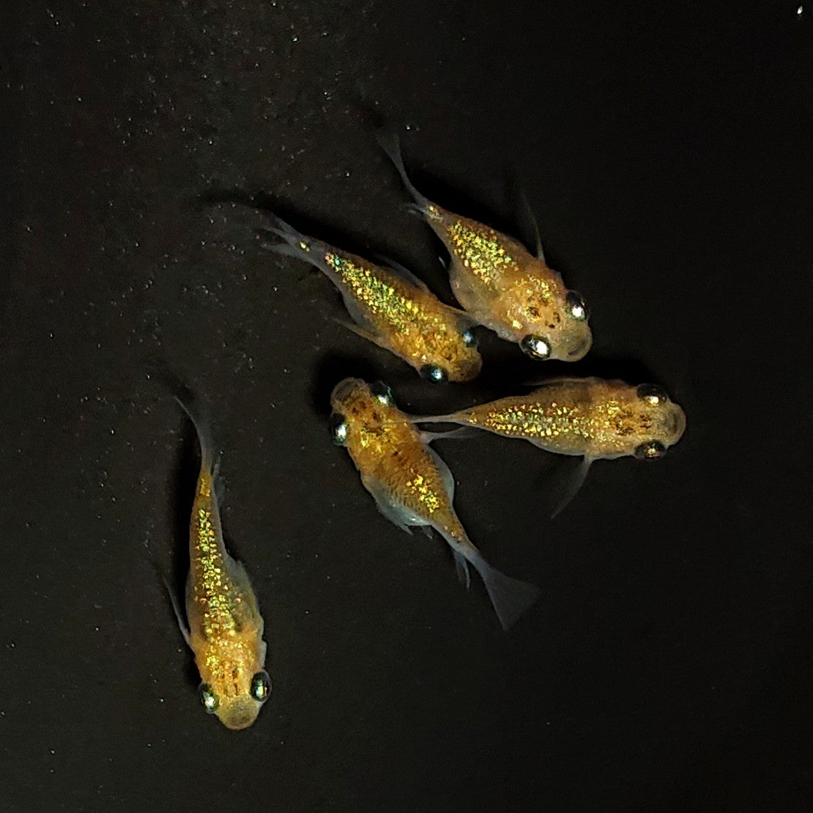 【現物】【上物】夜桜ゴールド本だるま 5匹 オス2メス3 4067