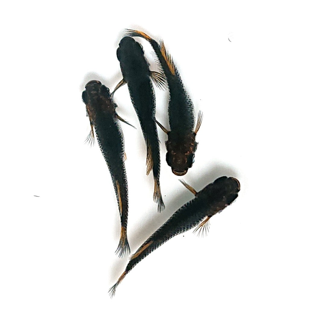 【現物】夢神 2ペア 4079