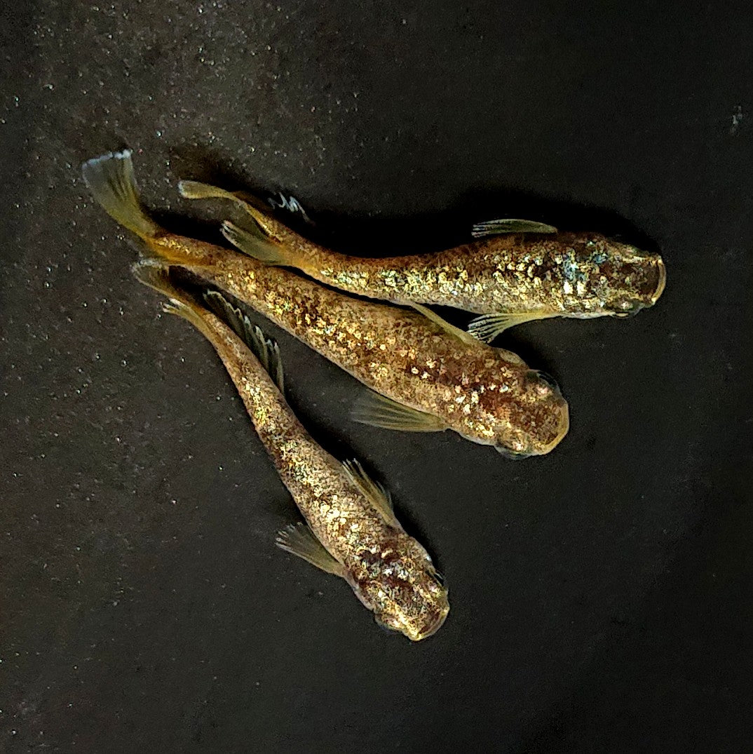 【現物】金箔和墨 3匹 オス2メス1 4076