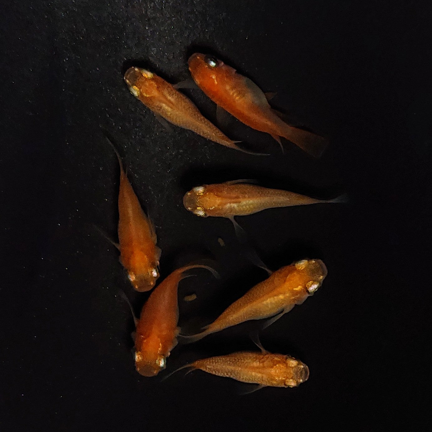 【現物】紅帝だるま 7匹 オス3メス4 4102