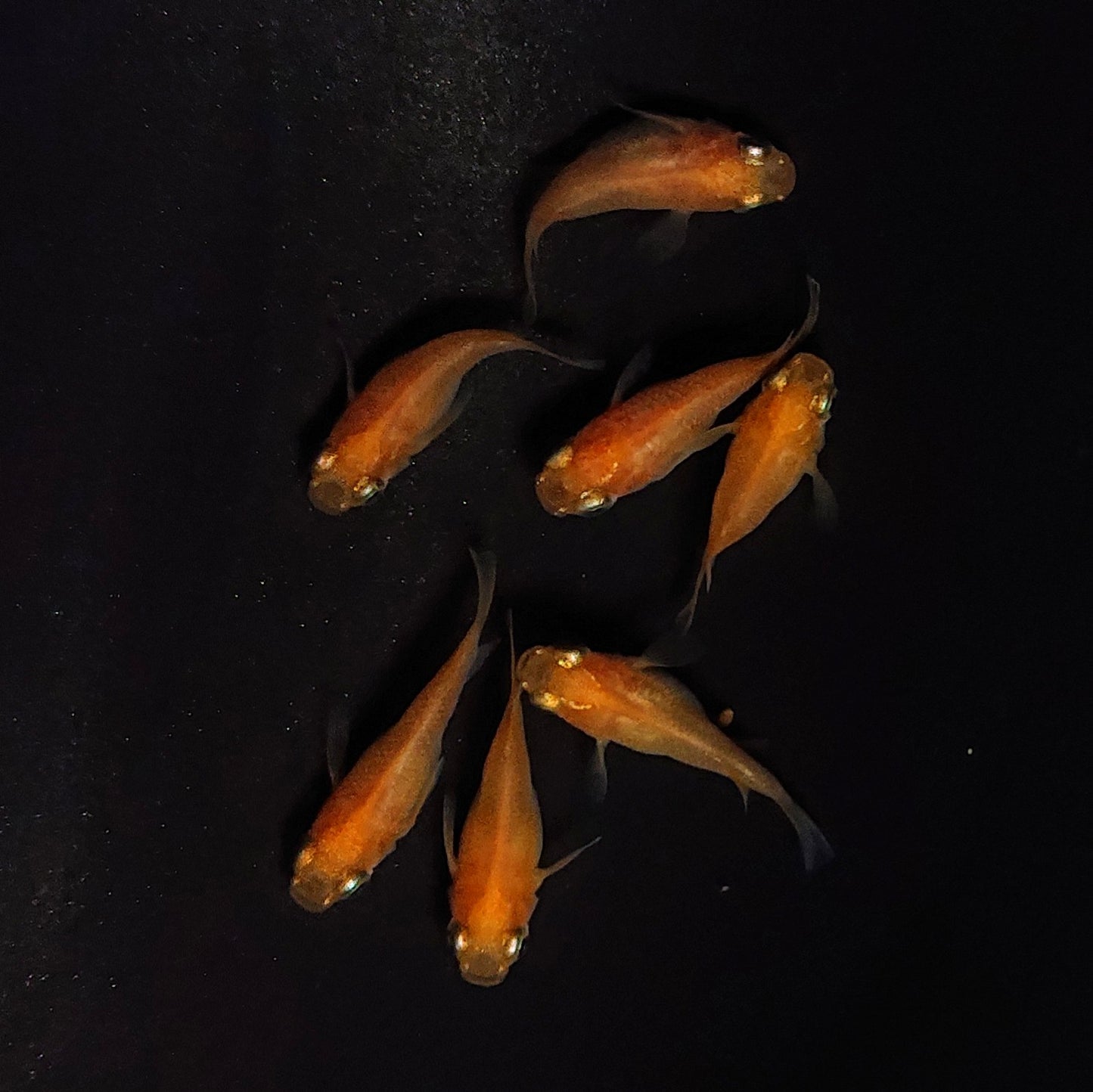 【現物】紅帝だるま 7匹 オス3メス4 4119