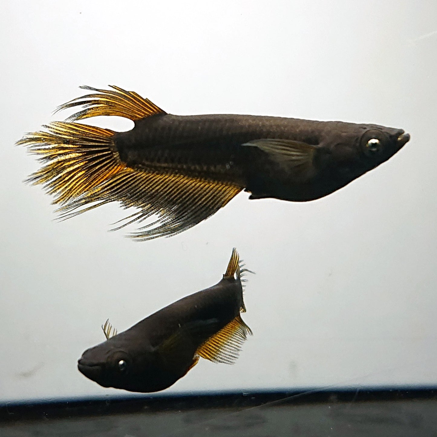 【現物イベント限定】北辻GODアースアイ松井ヒレ長 稚魚10匹 4293