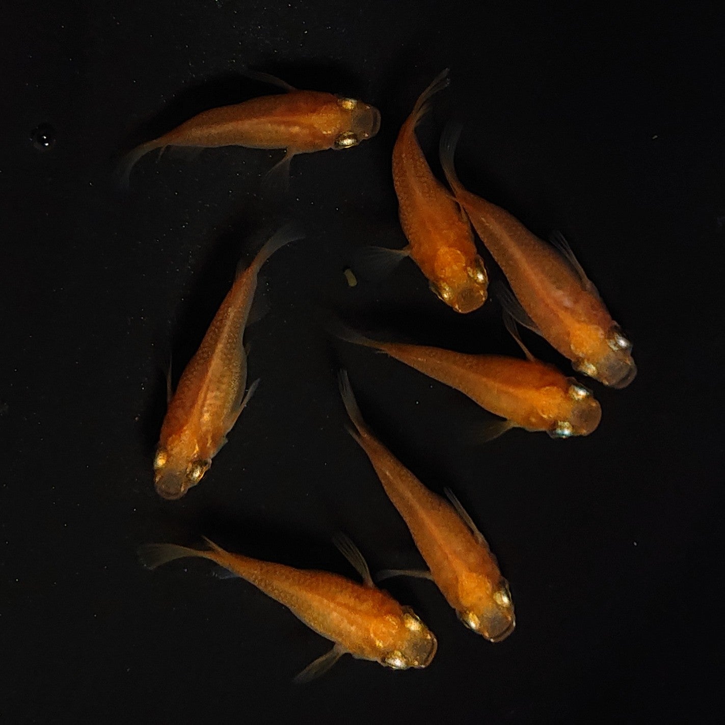 【現物】紅帝だるま 7匹 オス3メス4 4131