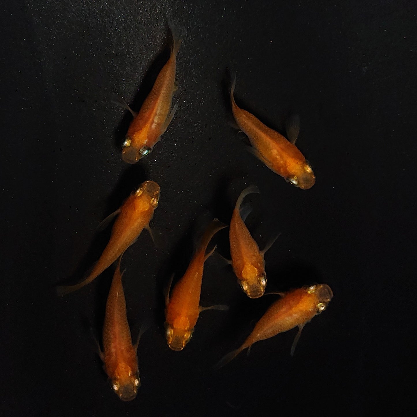 【現物】紅帝だるま 7匹 オス3メス4 4166