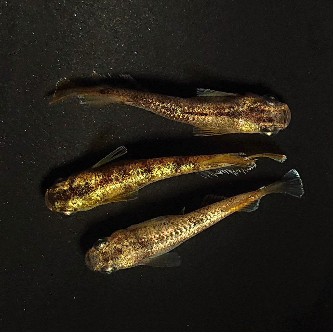 【現物】金箔和墨 両眼アースアイ 3匹 オス2メス1 4171