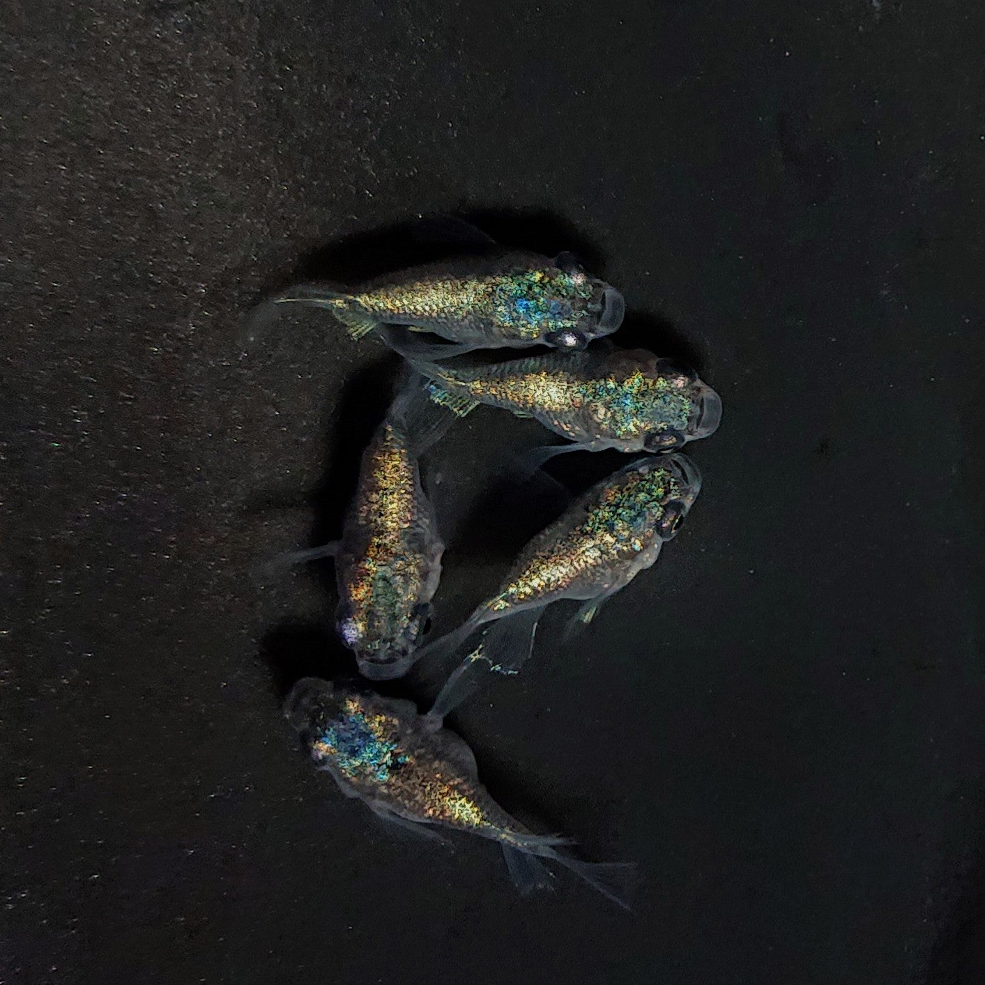 【現物】ネプチューン本だるま 5匹 オス3メス2 4189