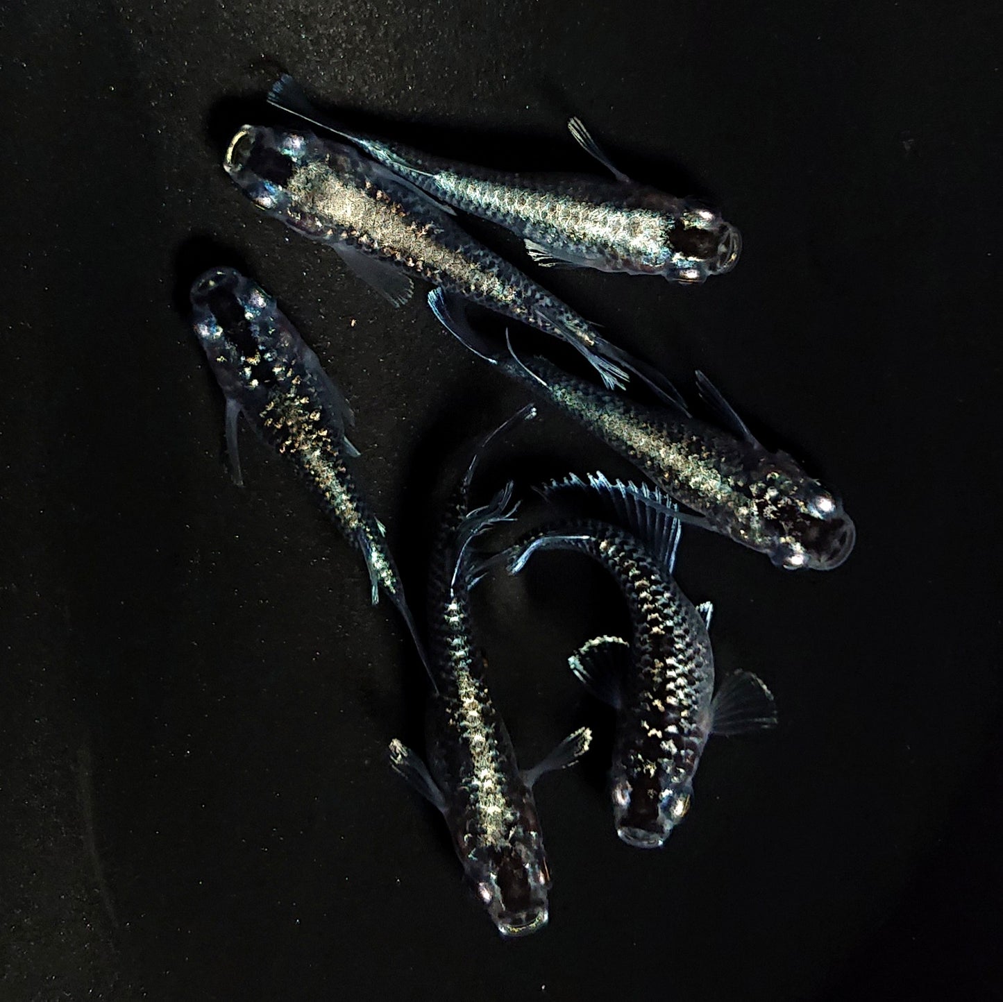 【現物】【NEW】クリスタルブラック普通体型 3ペア 4210