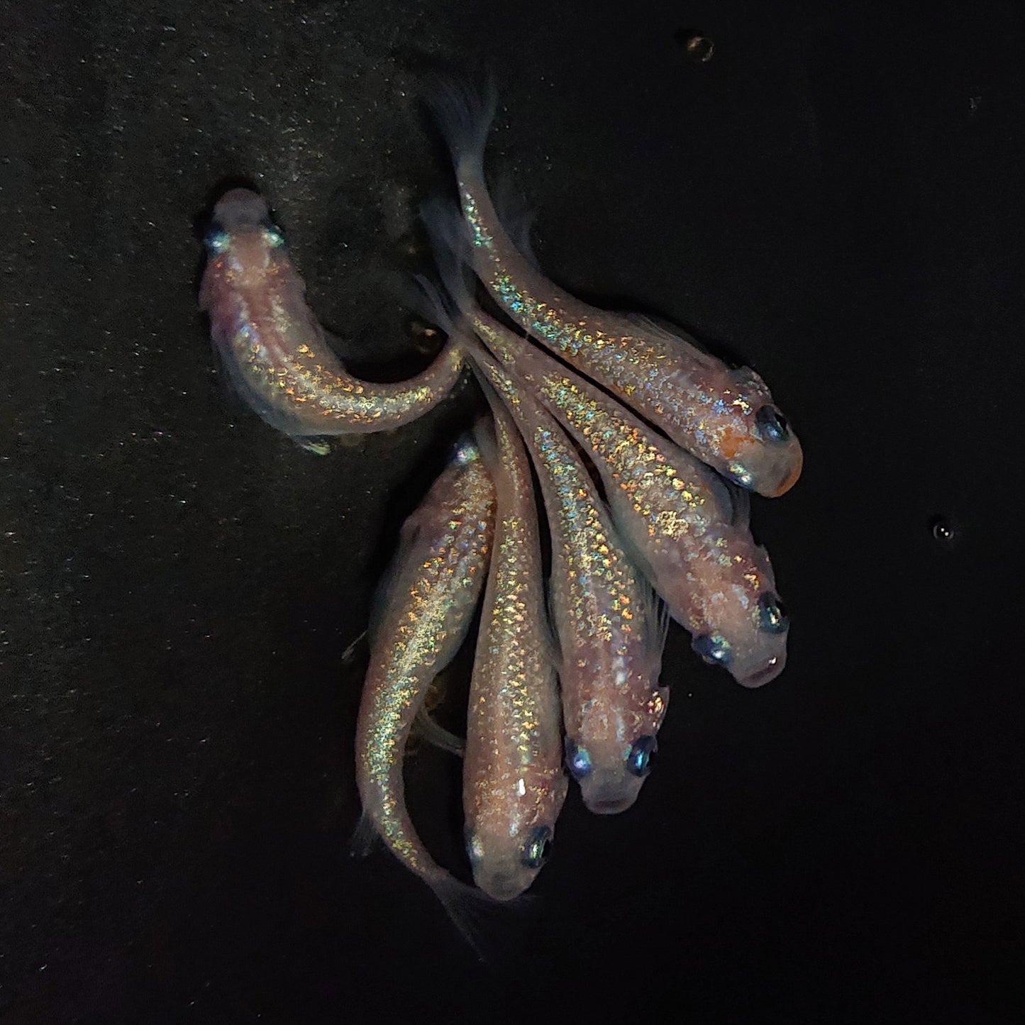 【現物】ピンクサファイア 6匹 オス2メス4 4217