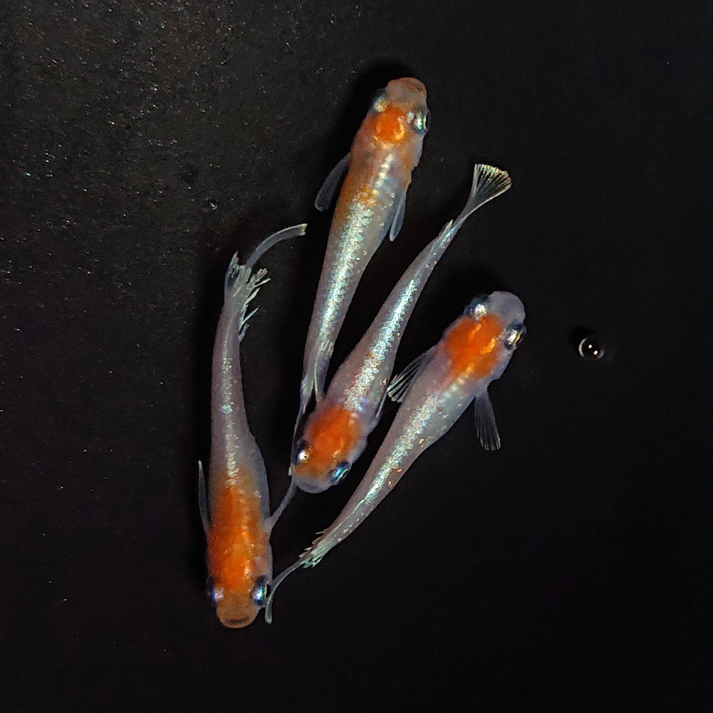 【NEW】【現物イベント限定】深紅のデーンモルフォキッシングΩ 稚魚10匹 4442