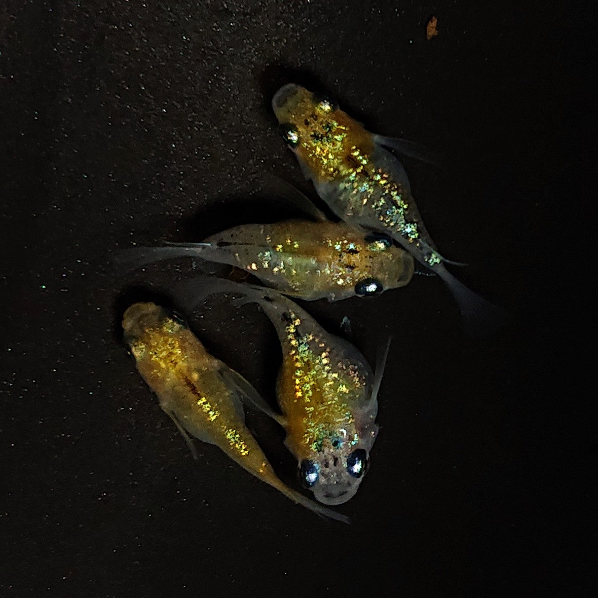 【現物】夜桜ゴールド本だるま 4匹 オス1メス3 4267
