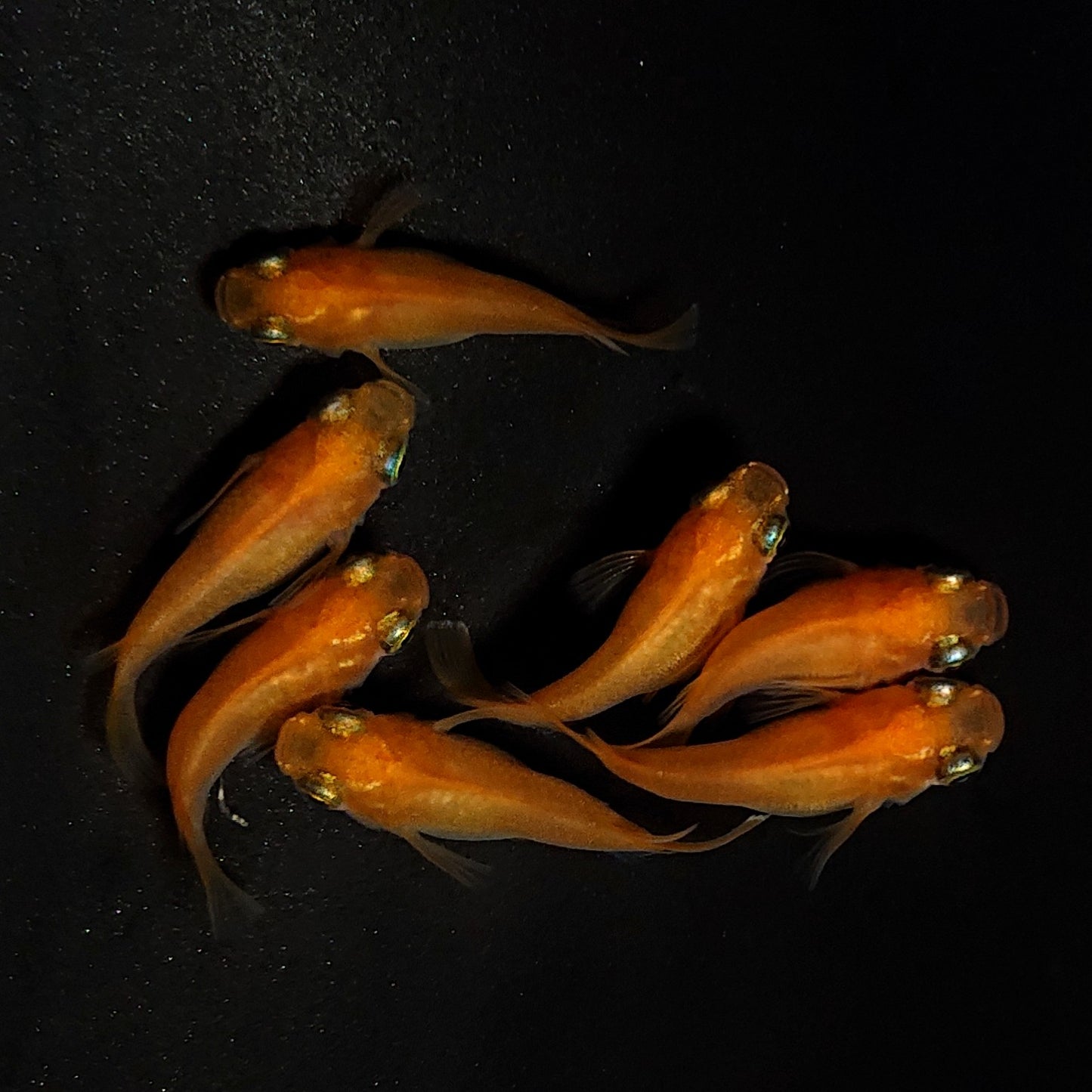 【現物】紅帝だるま 7匹 オス3メス4 4272