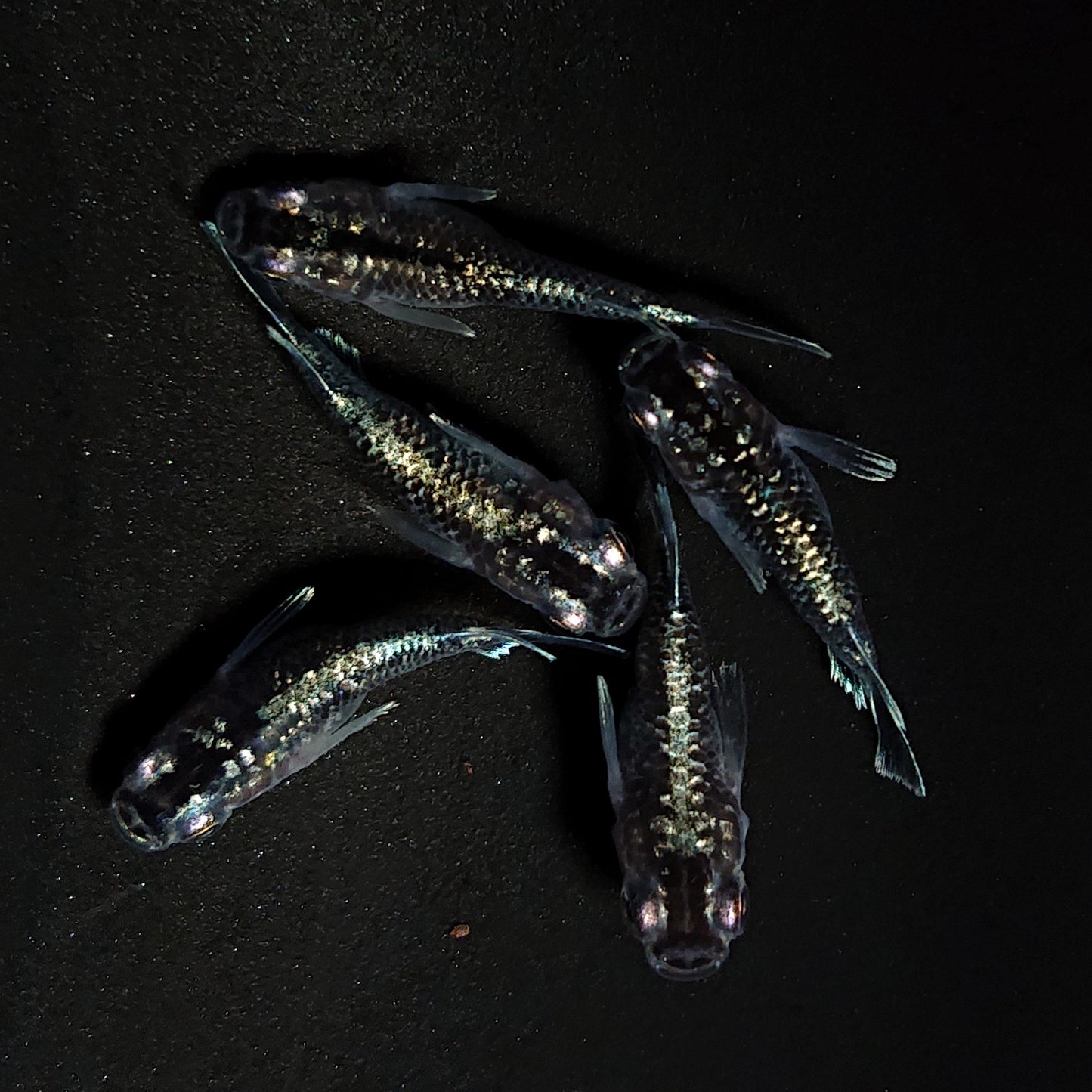 【現物】クリスタルブラックだるま 5匹 オス2メス3 4286