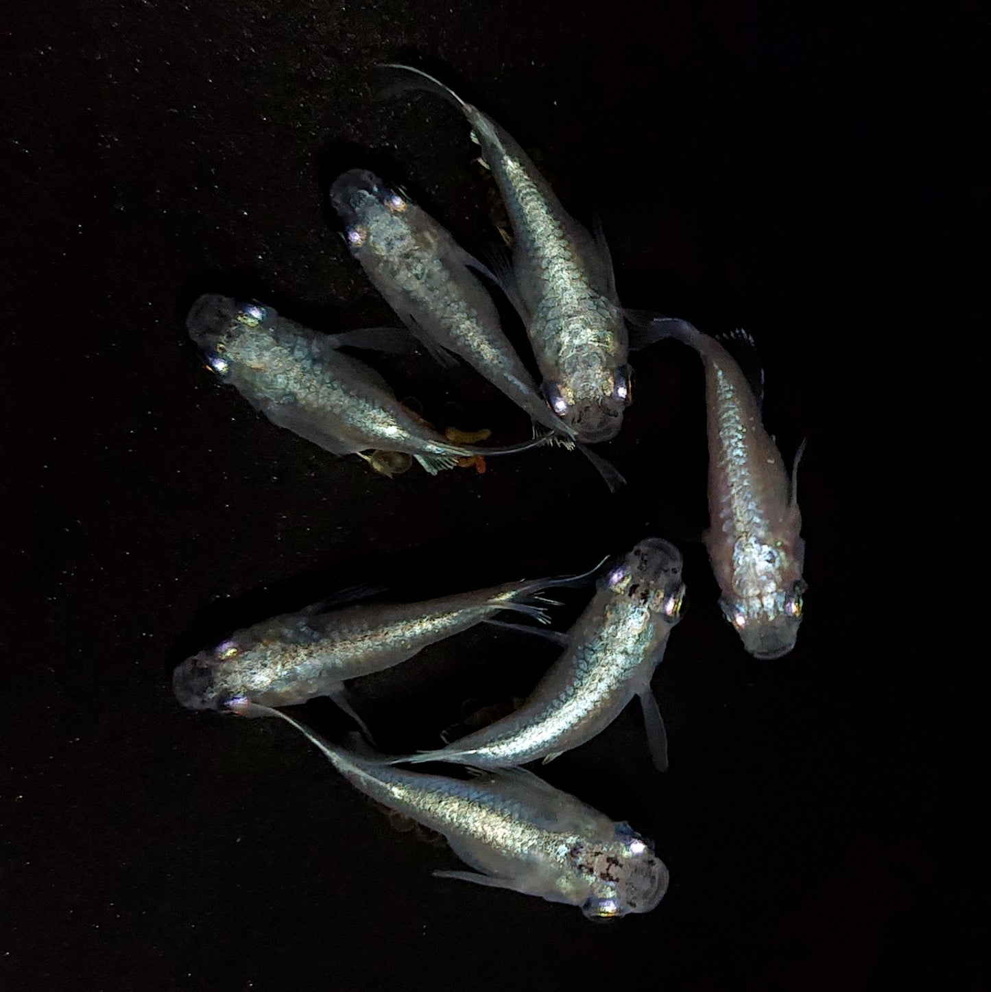【現物】エンゼル 7匹 オス3メス4 4361