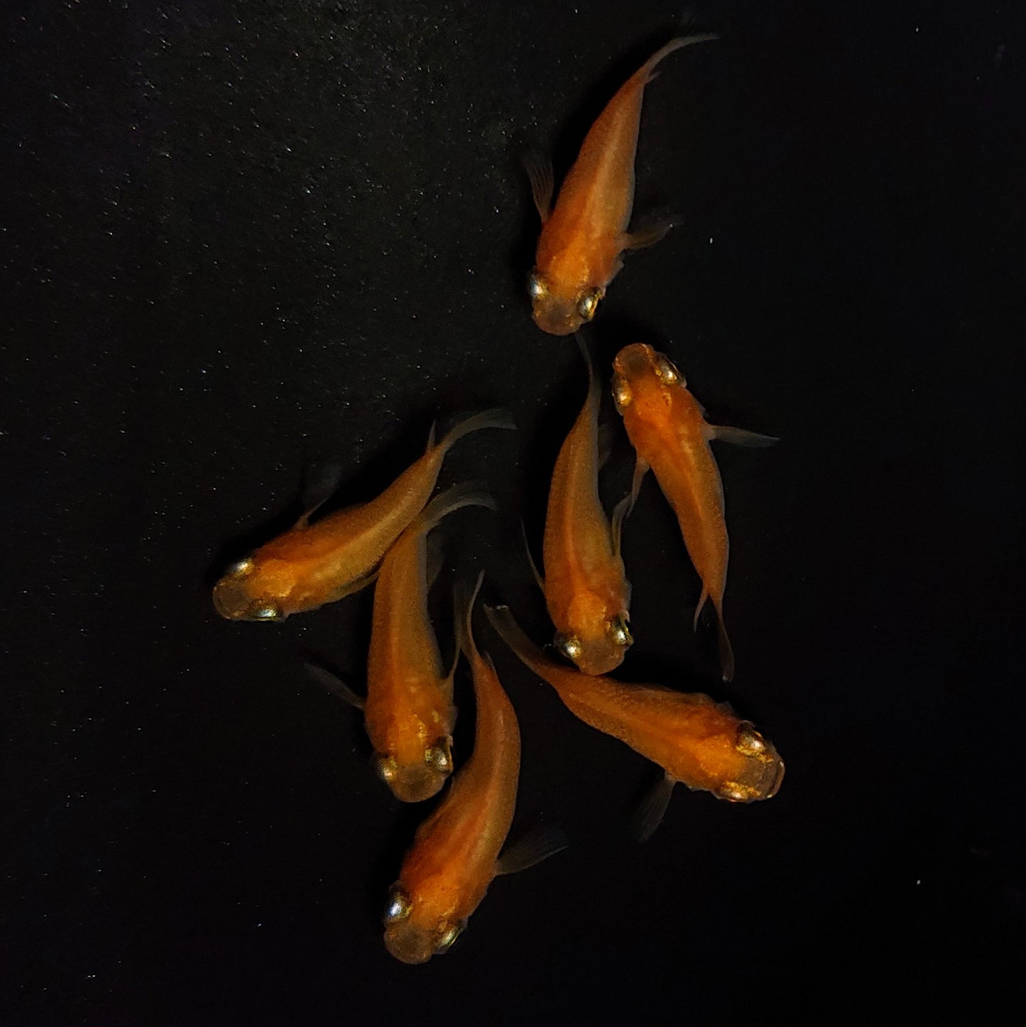 【現物】紅帝だるま 7匹 オス3メス4 4360