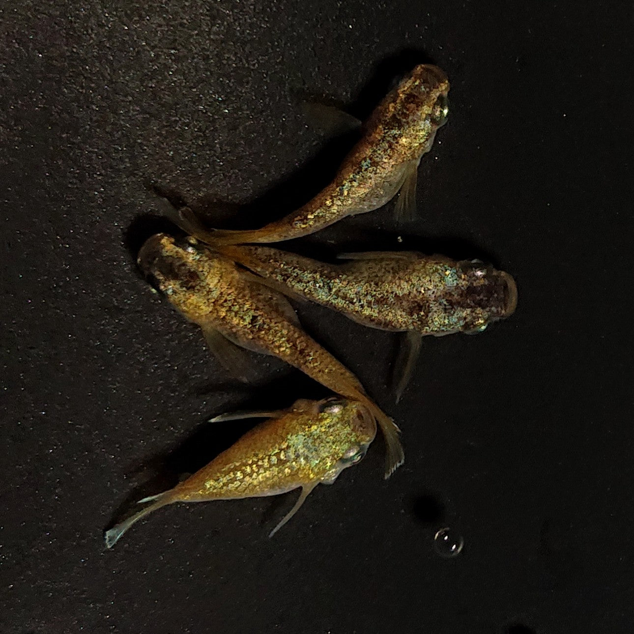 【現物】金箔和墨だるま 2ペア 4375