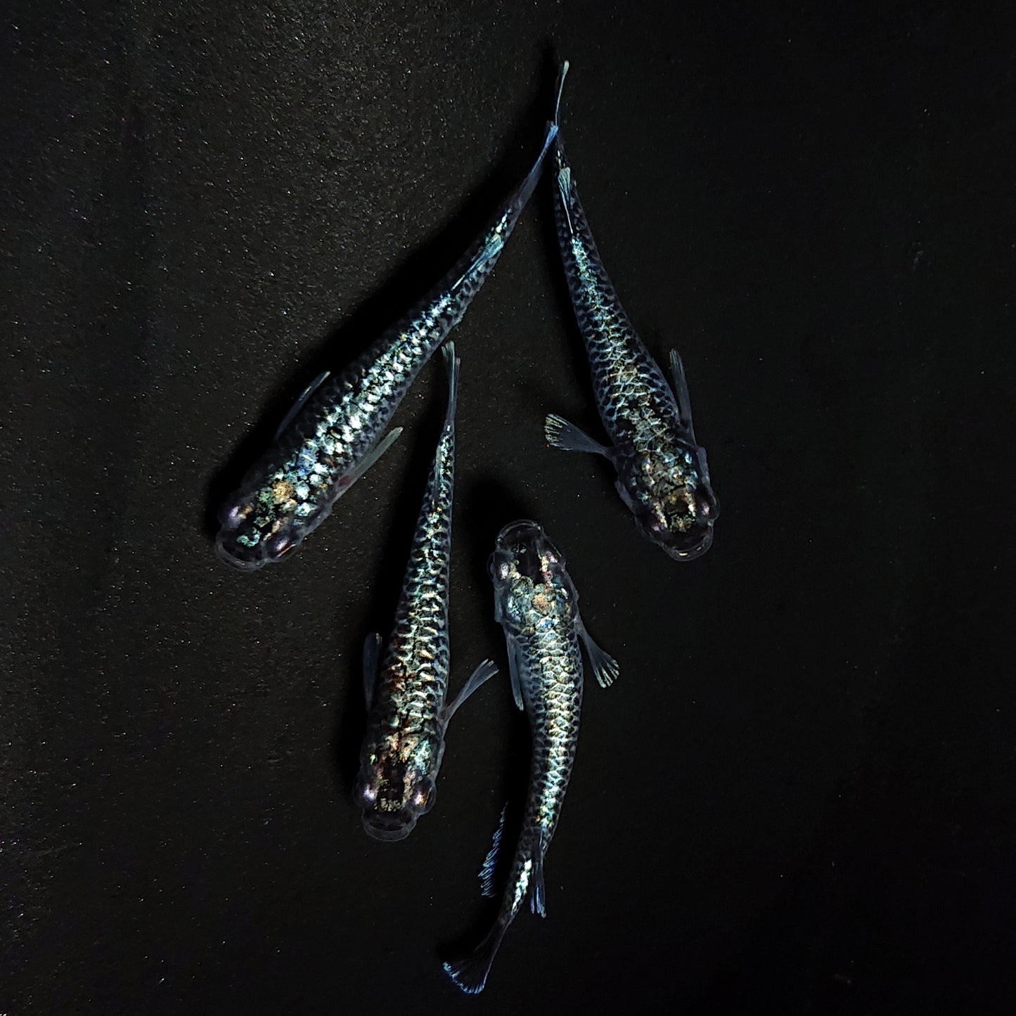 【現物】【NEW】【上物】蒼龍鱗 4匹 オス1メス3 4374