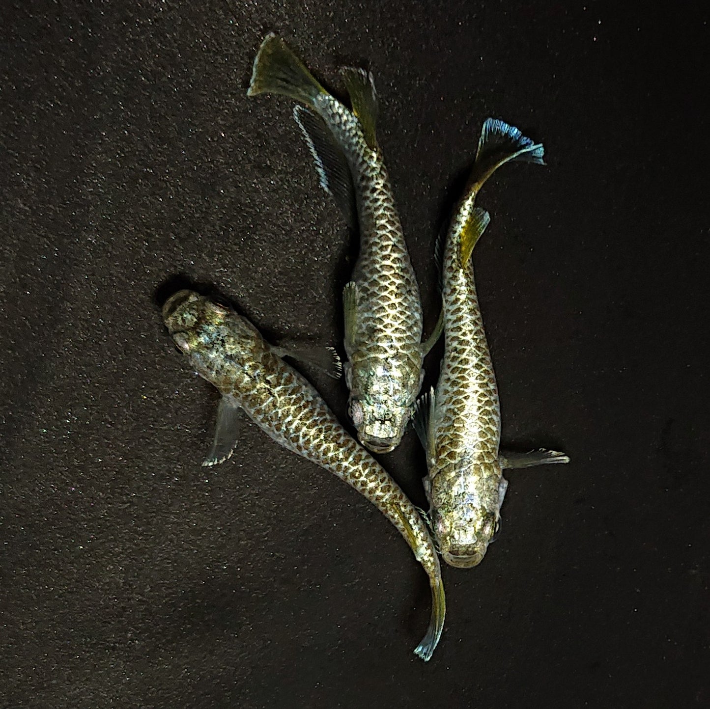 【現物】【NEW】【上物】金龍鱗 3匹 オス1メス2 4382