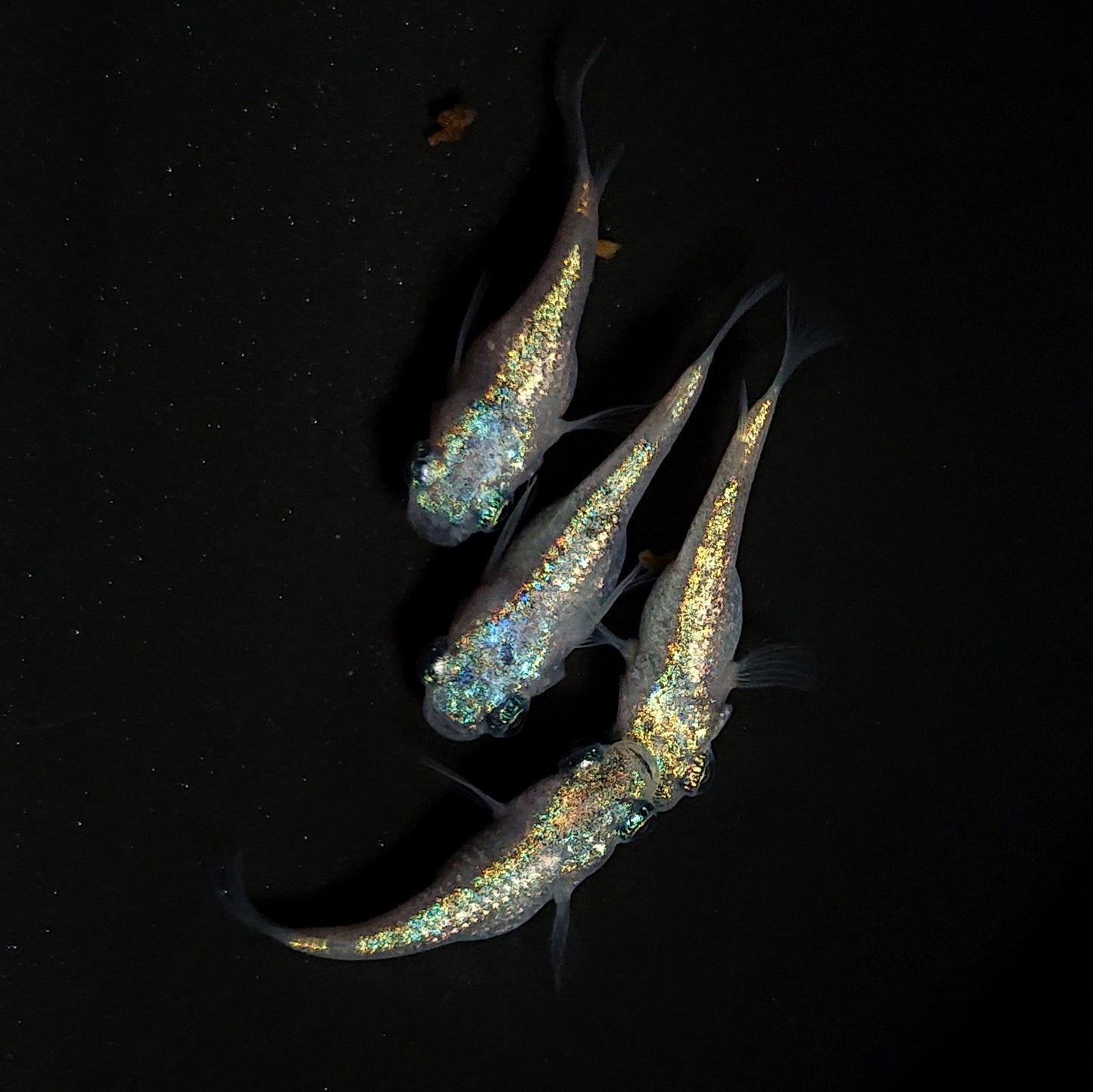 【現物】ネプチューンだるま×和墨星ラメだるま F5 2ペア 抱卵個体 4388
