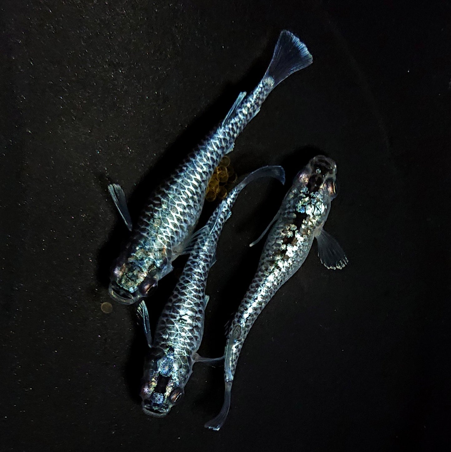 【現物イベント限定】蒼龍鱗 稚魚5匹 4461