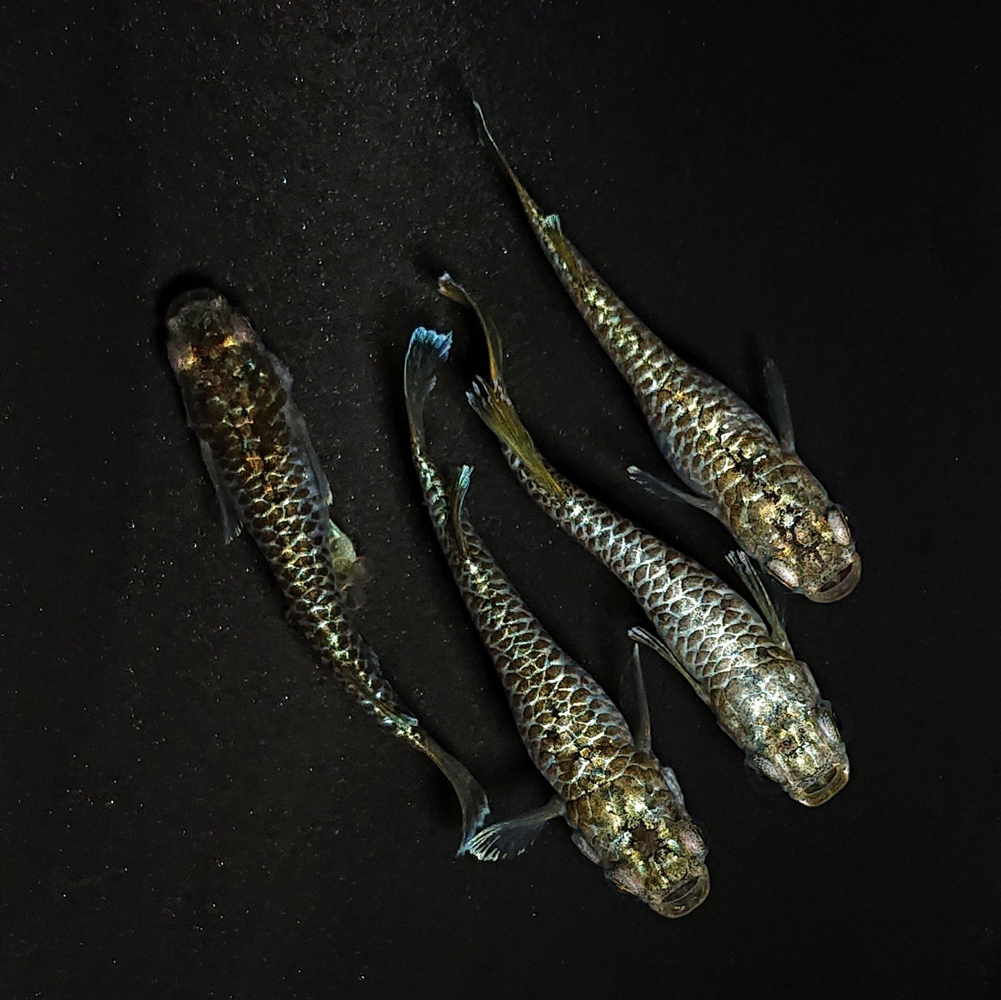 【現物】【上物】金蒼龍鱗 4匹 オス1メス3 抱卵個体 4425