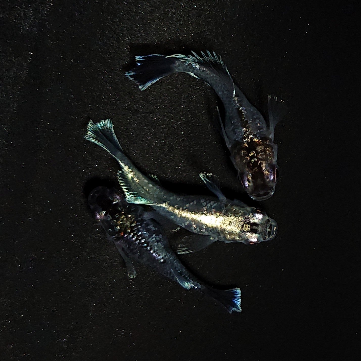 【現物】ブラックエンゼル ヒカリ体型 3匹 オス1メス2 4431