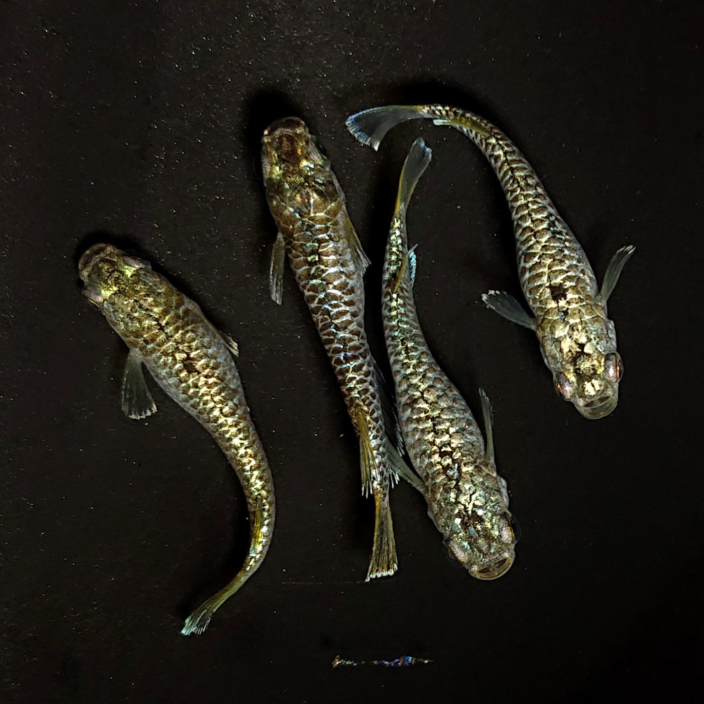 【現物】【上物】金蒼龍鱗 4匹 オス1メス3 抱卵個体 4445