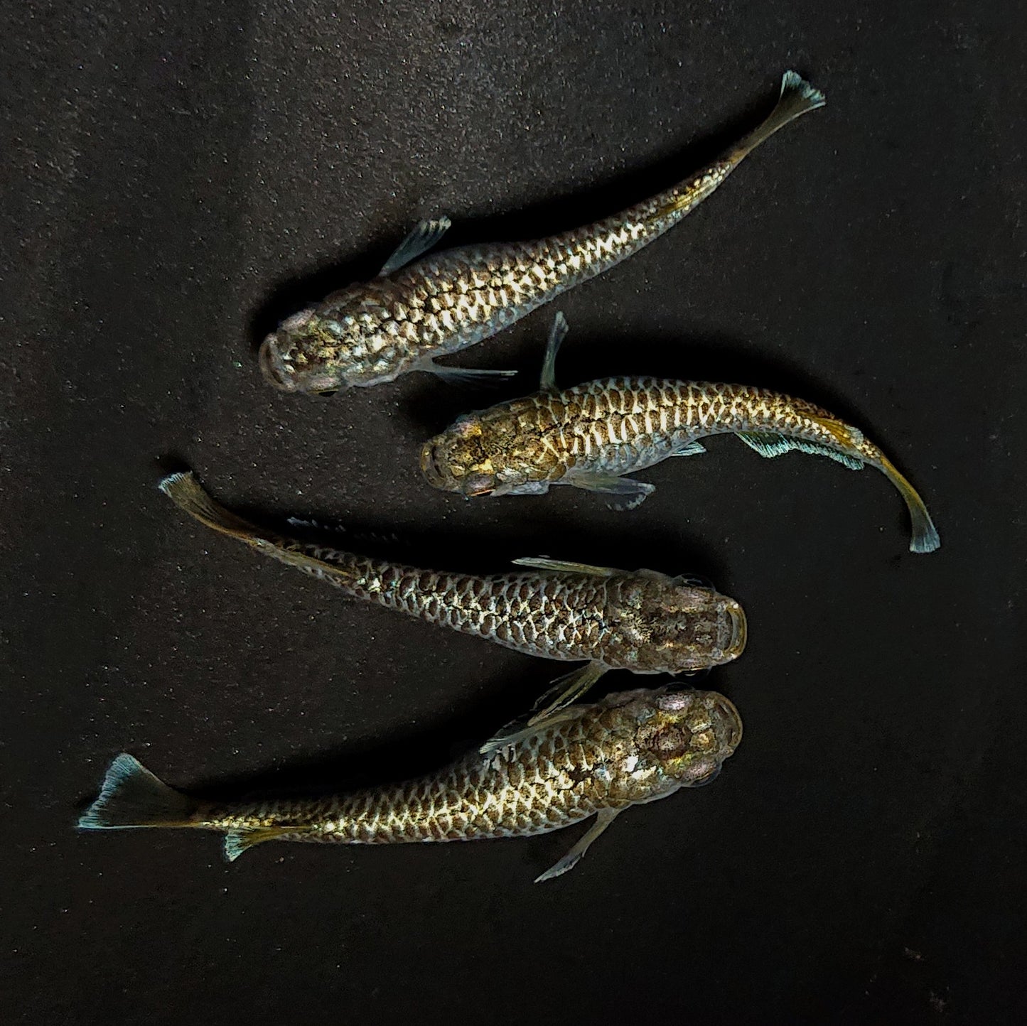 【現物】【上物】金蒼龍鱗 4匹 オス1メス3 抱卵個体 4462