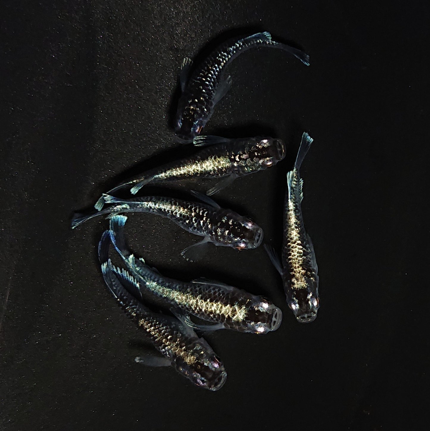 【現物】クリスタルブラック 6匹 オス2メス4 4481