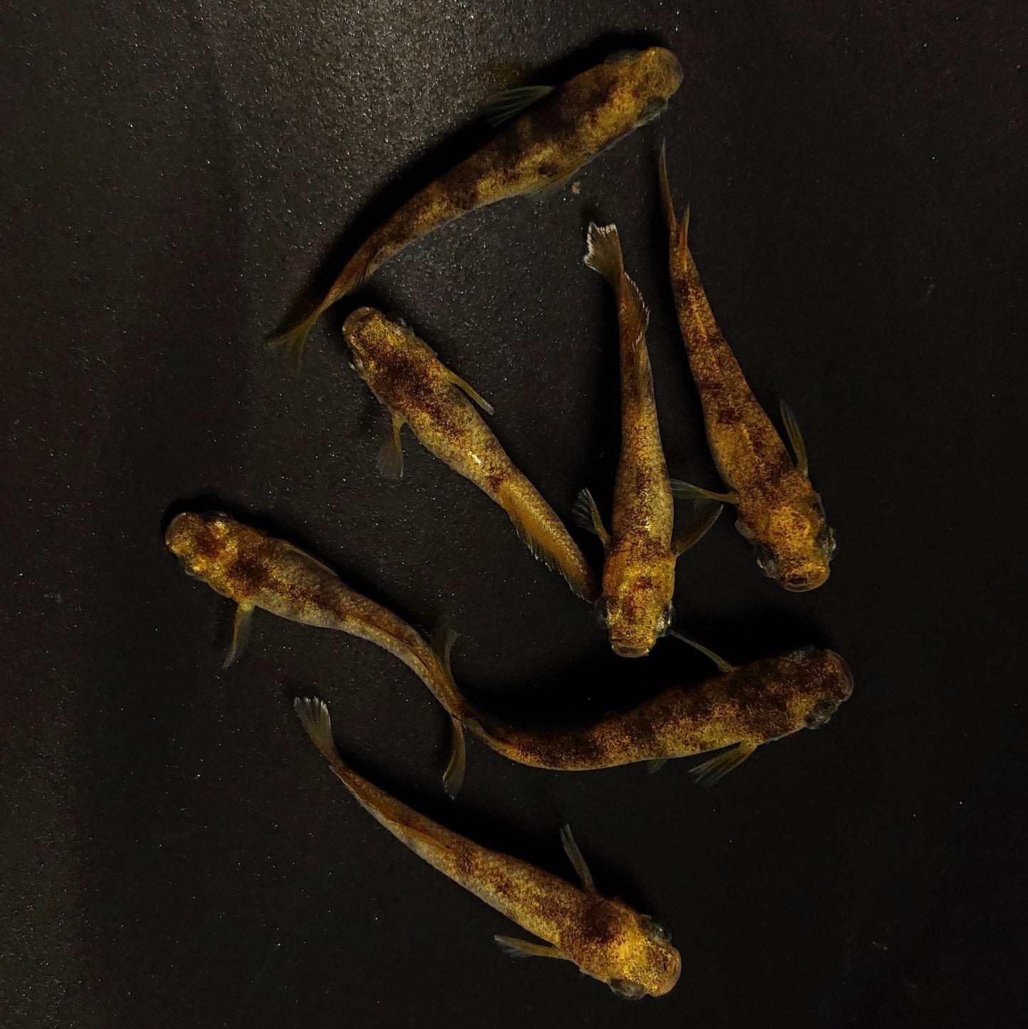 【現物】美虎北辻アースアイ 7匹 オス4メス3 4503