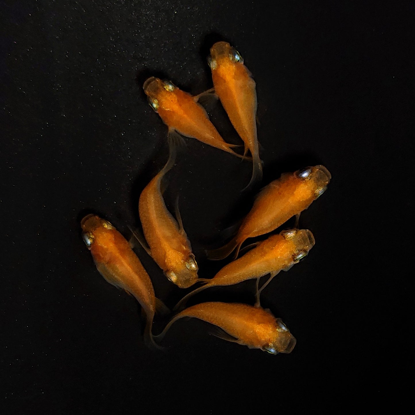 【現物】紅帝だるま 7匹 オス3メス4 4509