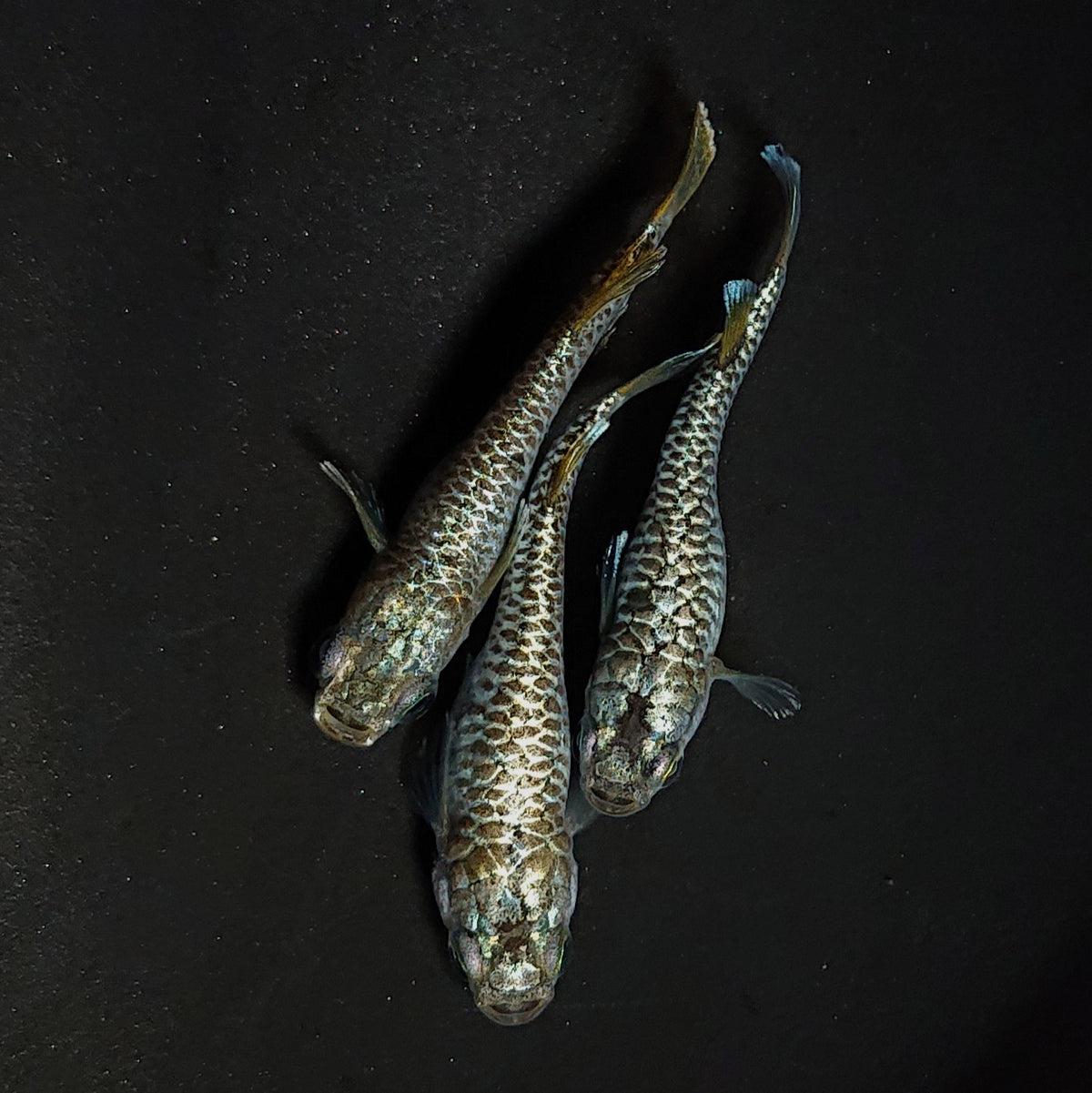 【現物】金蒼龍鱗 3匹 オス1メス2 4526